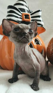 Devon-Rex - Photo 8