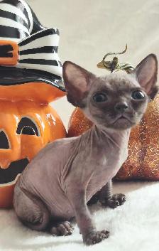 Devon-Rex - Photo 9