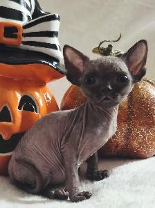 Devon-Rex - Photo 10