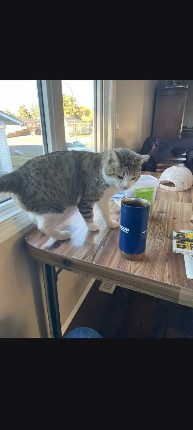 found Cat needs a forever loving home