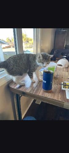 found Cat needs a forever loving home