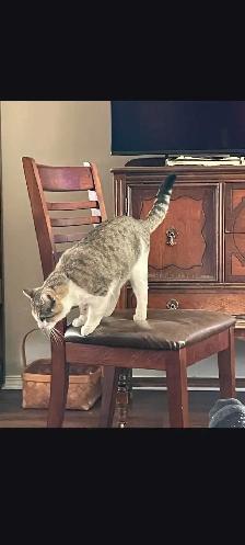 found Cat needs a forever loving home - Photo 2