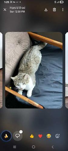 found Cat needs a forever loving home - Photo 3