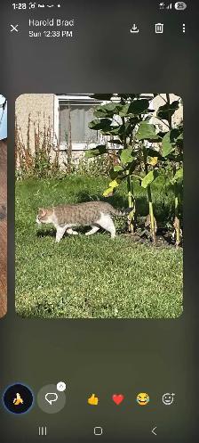 found Cat needs a forever loving home - Photo 4