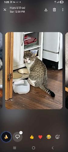 found Cat needs a forever loving home - Photo 5