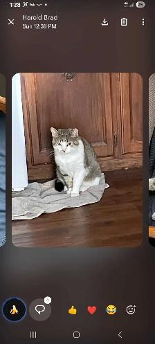 found Cat needs a forever loving home - Photo 6