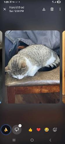 found Cat needs a forever loving home - Photo 7