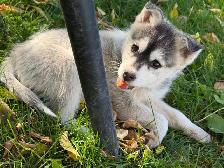 Pomsky Puppies