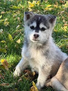Pomsky Puppies - Photo 2