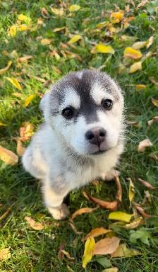Pomsky Puppies - Photo 3