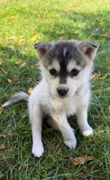 Pomsky Puppies - Photo 4