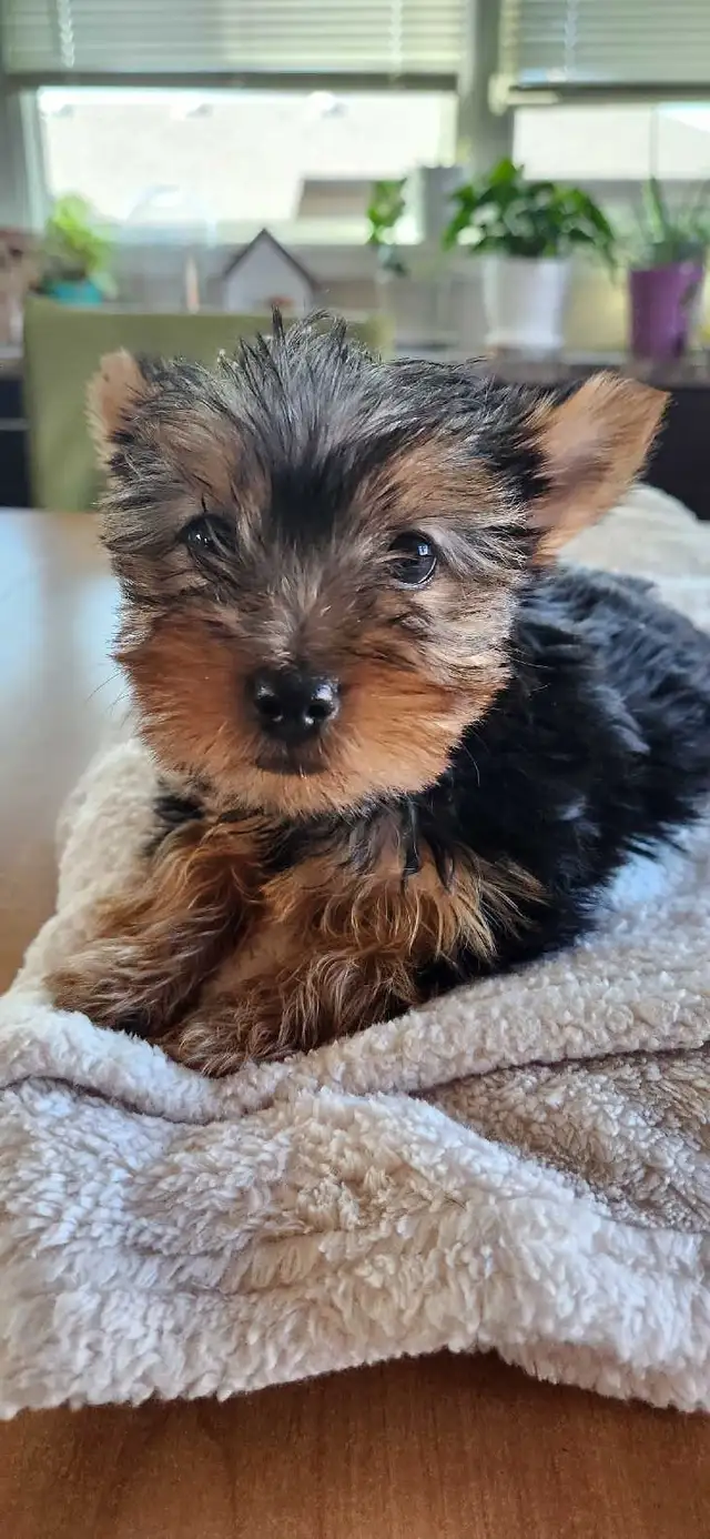 Purebreed Yorkie Puppy