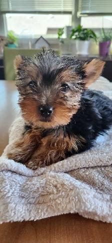 Purebreed Yorkie Puppy