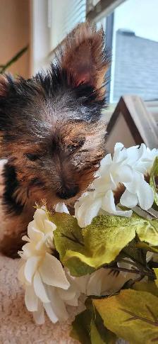 Purebreed Yorkie Puppy - Photo 2