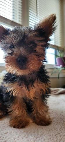 Purebreed Yorkie Puppy - Photo 3
