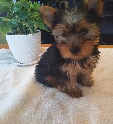 Purebreed Yorkie Puppy - Photo 4