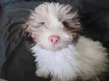 Havanese Puppy