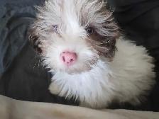 Havanese Puppy - Photo 2
