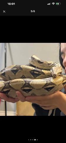 URGENT REHOMING – BOA CONSTRICTOR & 3 LEOPARD GECKOS!