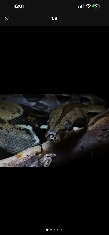 URGENT REHOMING – BOA CONSTRICTOR & 3 LEOPARD GECKOS! - Photo 2