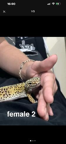 URGENT REHOMING – BOA CONSTRICTOR & 3 LEOPARD GECKOS! - Photo 3