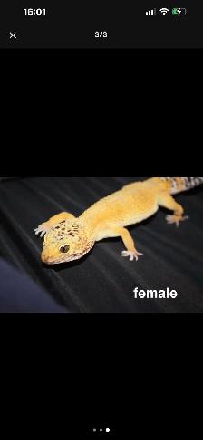 URGENT REHOMING – BOA CONSTRICTOR & 3 LEOPARD GECKOS! - Photo 4
