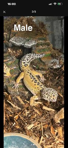 URGENT REHOMING – BOA CONSTRICTOR & 3 LEOPARD GECKOS! - Photo 5