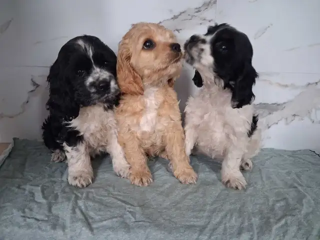 Cockerspaniel puppies