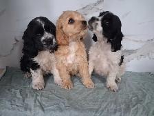 Cockerspaniel puppies