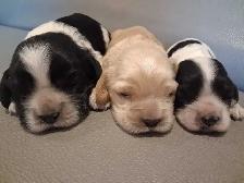 Cockerspaniel puppies - Photo 2