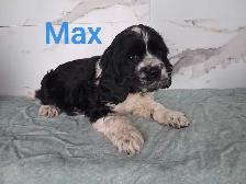 Cockerspaniel puppies - Photo 3