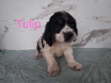 Cockerspaniel puppies - Photo 4