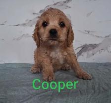 Cockerspaniel puppies - Photo 5