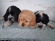 Cockerspaniel puppies - Photo 6