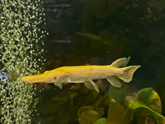 albino golden alligator gars 8'-10'