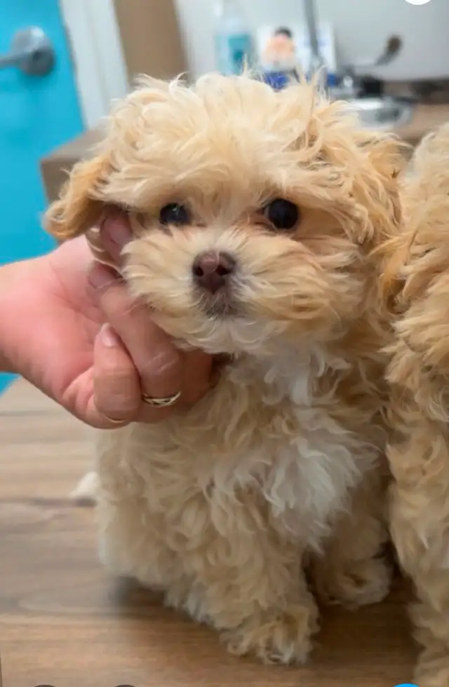 chiot à vendre
