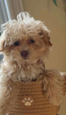 chiot à vendre - Photo 2
