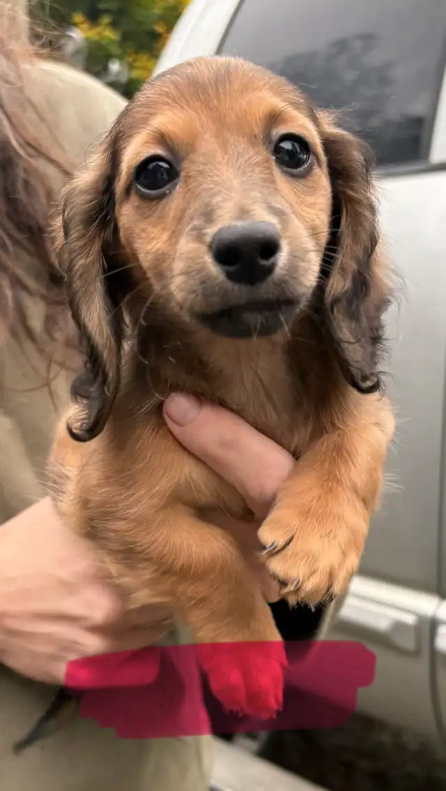 Mini long haired dachshunds
