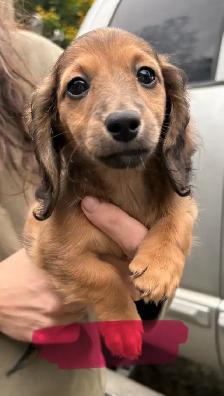 Mini long haired dachshunds