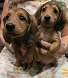 Mini long haired dachshunds - Photo 2
