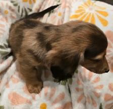 Mini long haired dachshunds - Photo 3