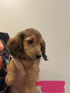 Mini long haired dachshunds - Photo 4