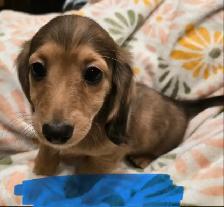 Mini long haired dachshunds - Photo 5