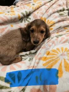 Mini long haired dachshunds - Photo 6
