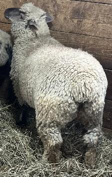 Sheep Ewe Lambs for sale - Photo 4