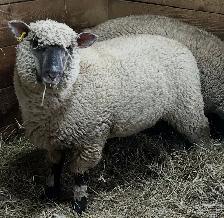 Sheep Ewe Lambs for sale - Photo 5