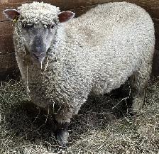 Sheep Ewe Lambs for sale - Photo 6