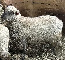 Sheep Ewe Lambs for sale - Photo 8