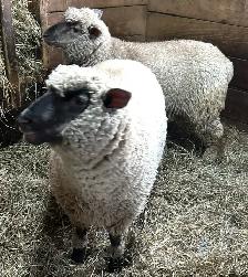 Sheep Ewe Lambs for sale - Photo 10