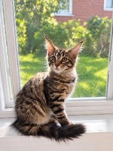 Magnifique chaton Maine Coon Pure Race